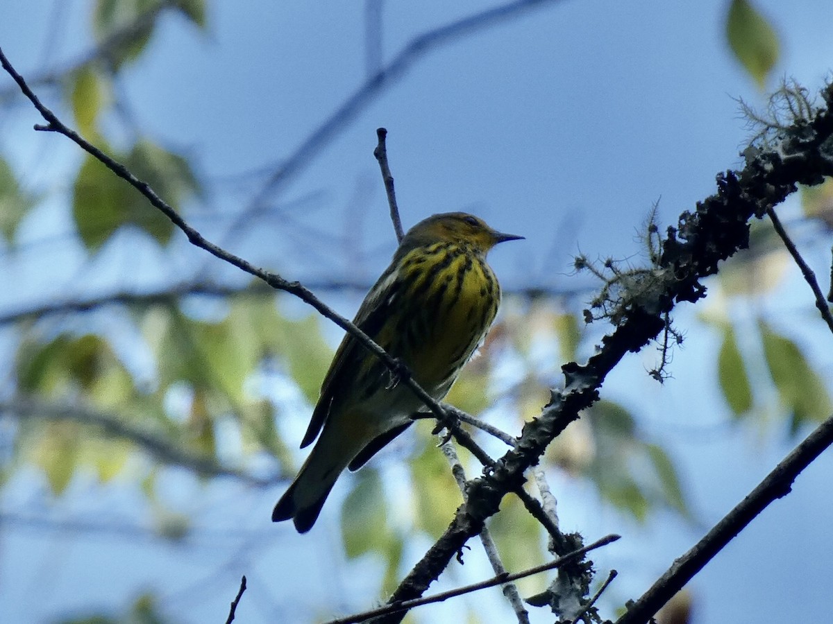 Cape May Warbler - Noah Rokoske