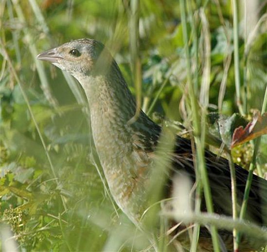 Corn Crake - ML378669641