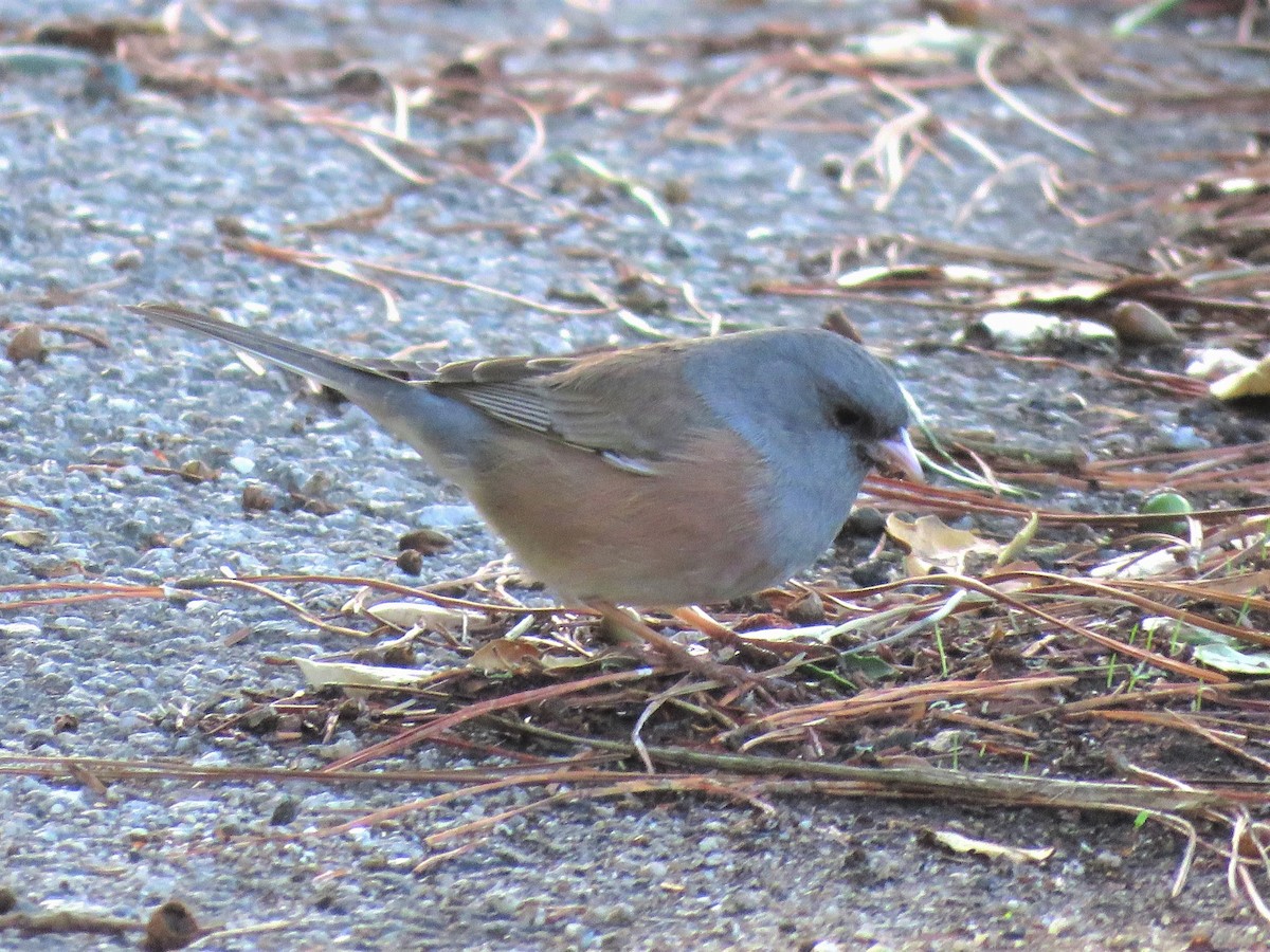 Dark-eyed Junco (Pink-sided) - ML378669961
