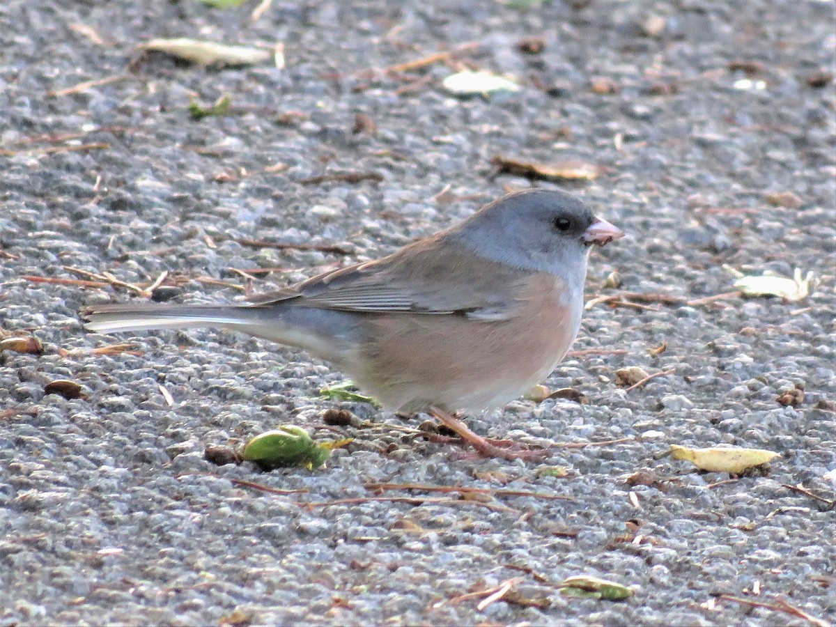 Dark-eyed Junco (Pink-sided) - ML378670031