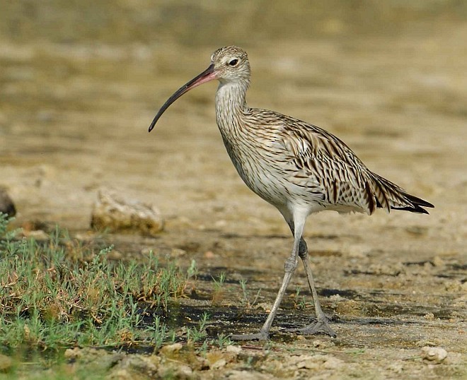 Eurasian Curlew - Wasantha Dissanayake