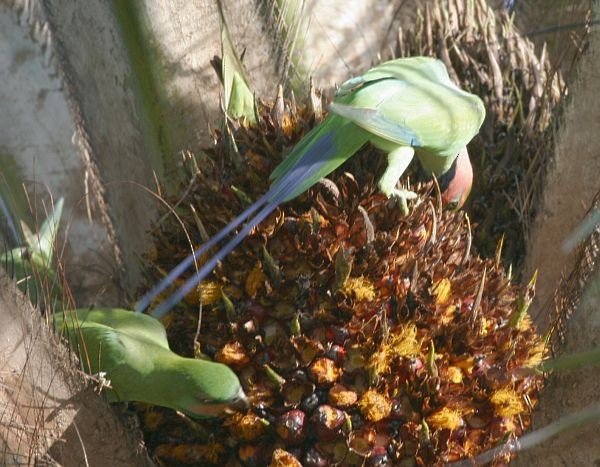 Long-tailed Parakeet (Long-tailed) - ML378670981