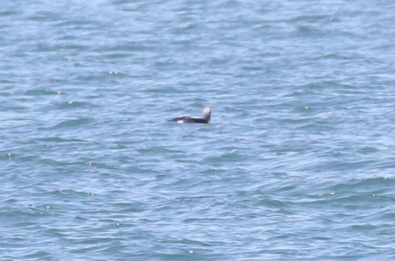 Arctic Loon - ML378671061