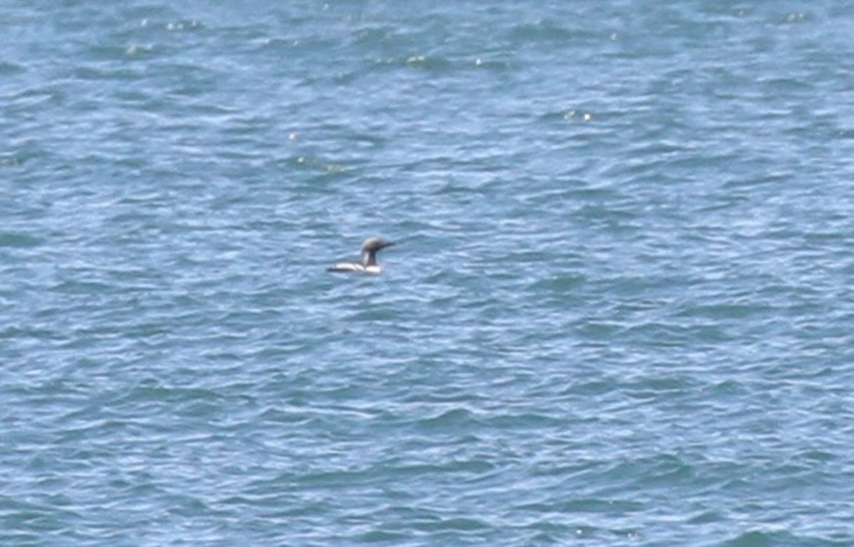 Arctic Loon - ML378671111