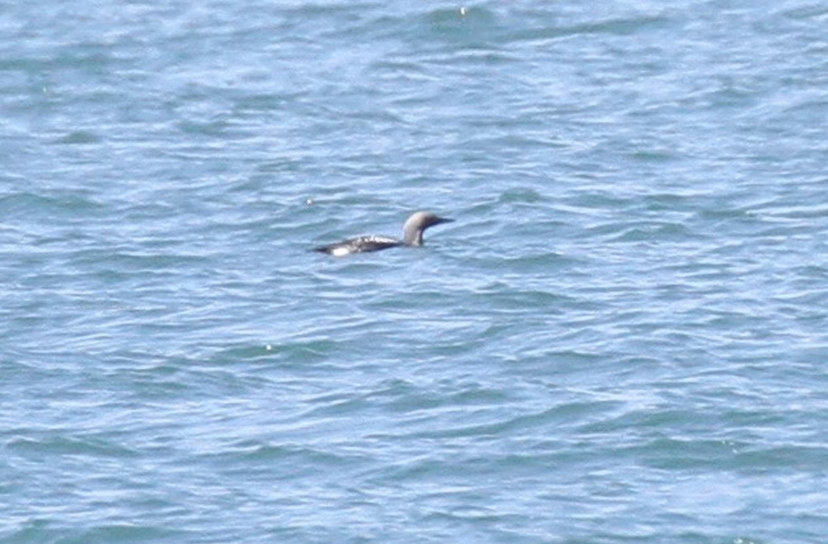 Arctic Loon - ML378671131