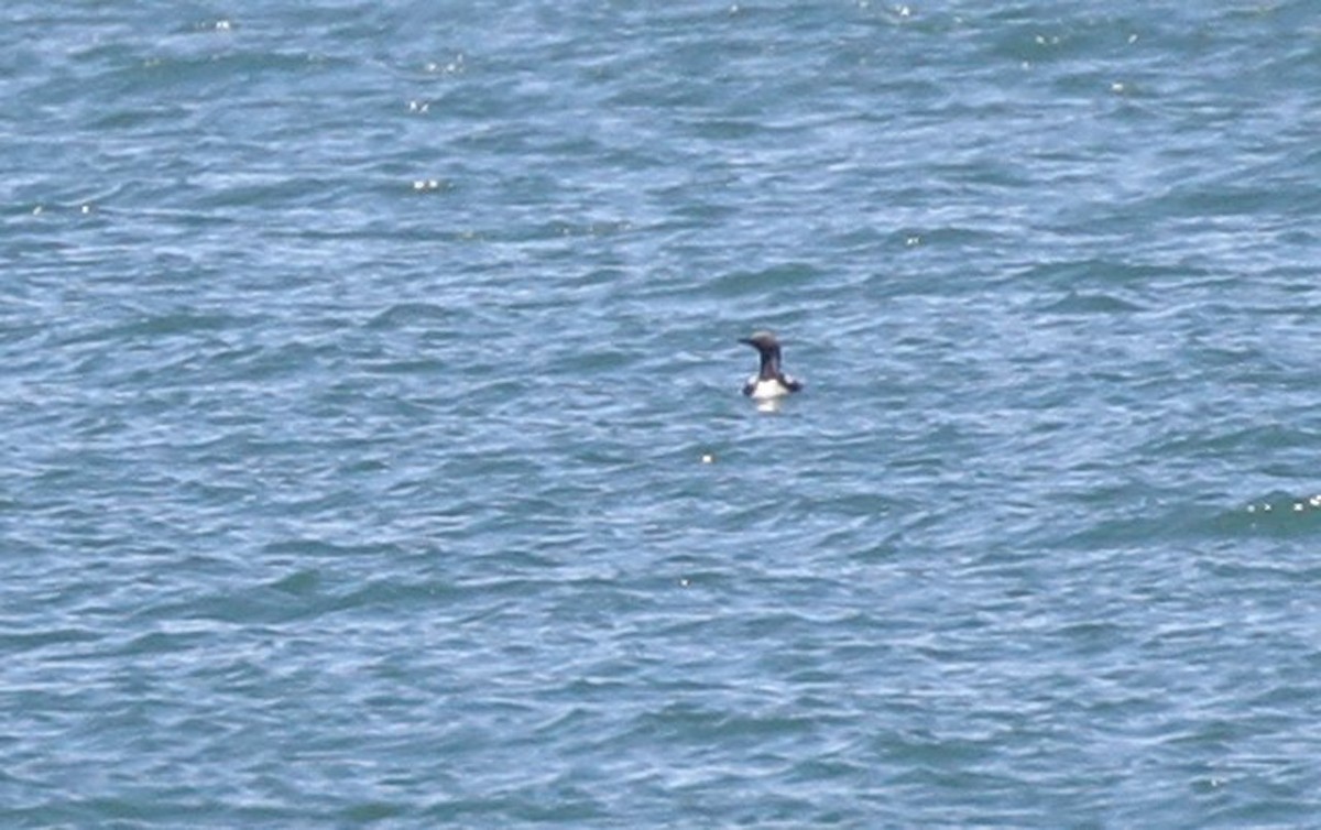 Arctic Loon - ML378671141