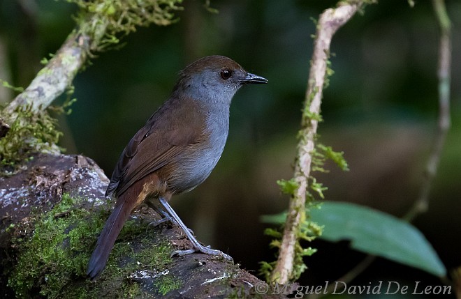 Bagobo Robin - Miguel David De Leon