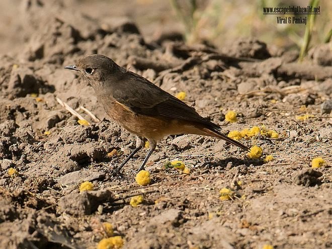 Black Redstart - ML378671771