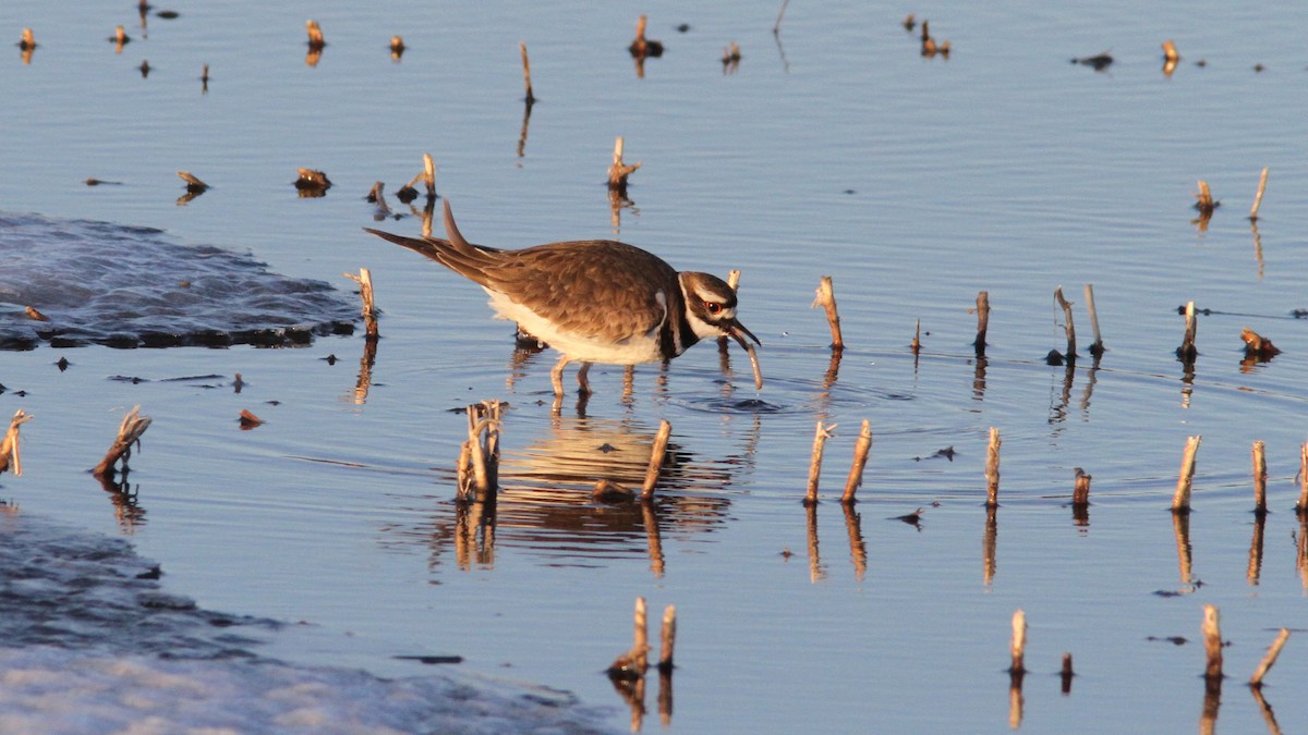 Killdeer - Daniel Jauvin