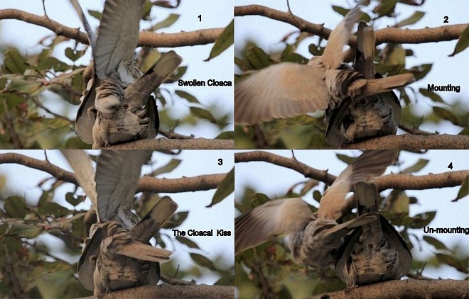 Буулгат хүүрзгэнэ - ML378673881