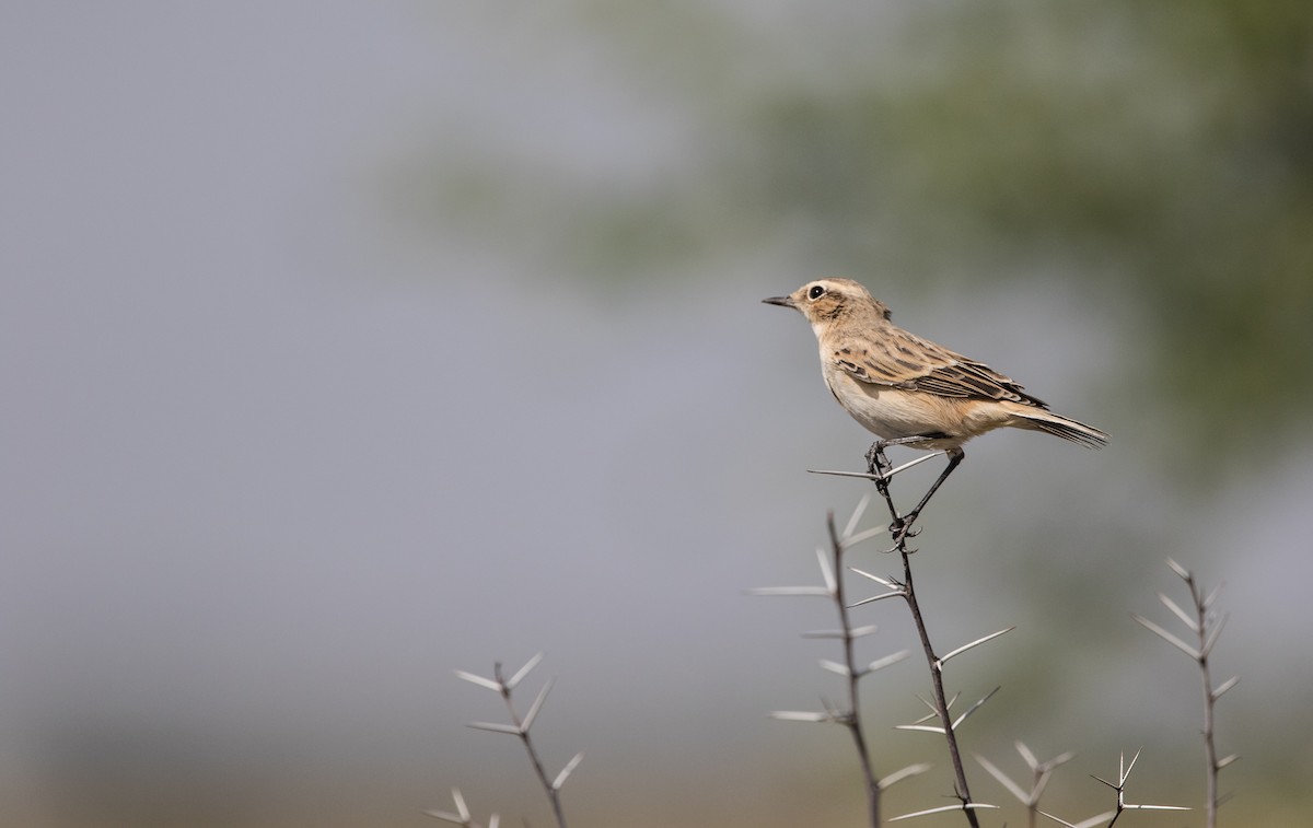 White-browed Bushchat - ML37867411