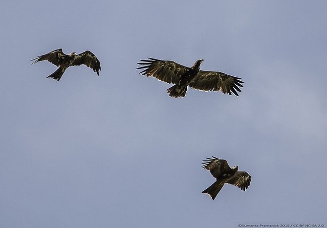 Indian Spotted Eagle - ML378674111
