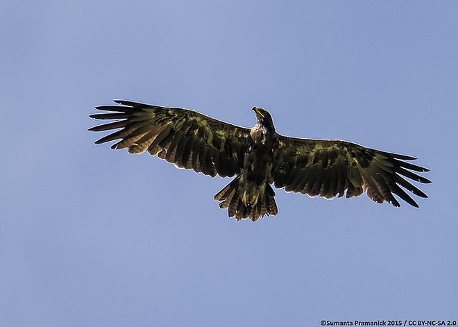 Indian Spotted Eagle - ML378674121