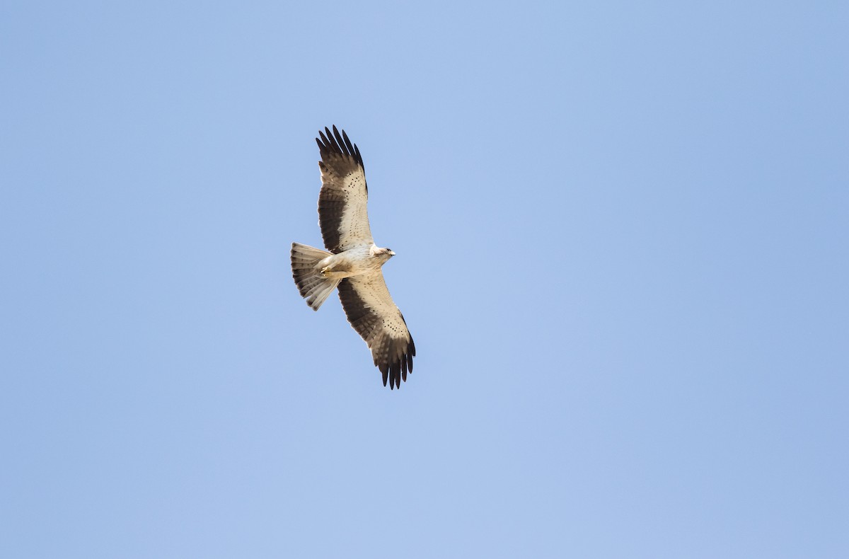 Booted Eagle - ML37867431