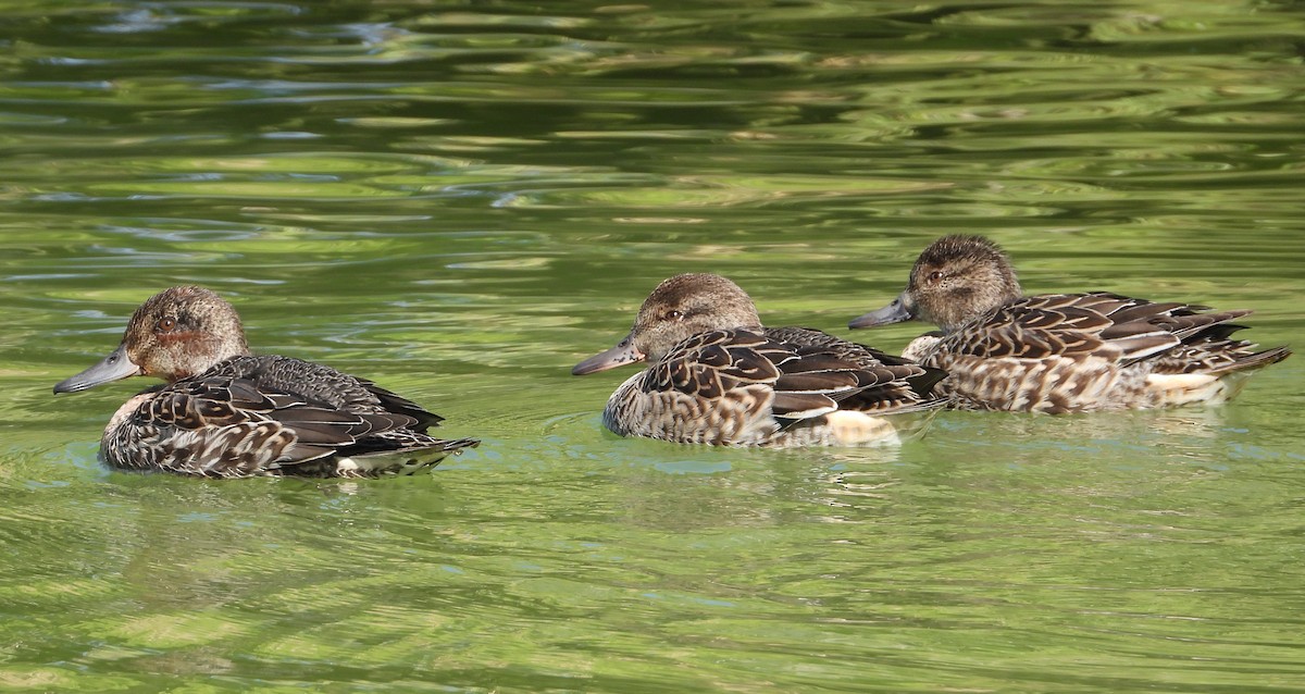 Green-winged Teal - ML378675091