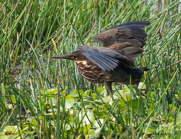 Black Bittern - Malay Mandal