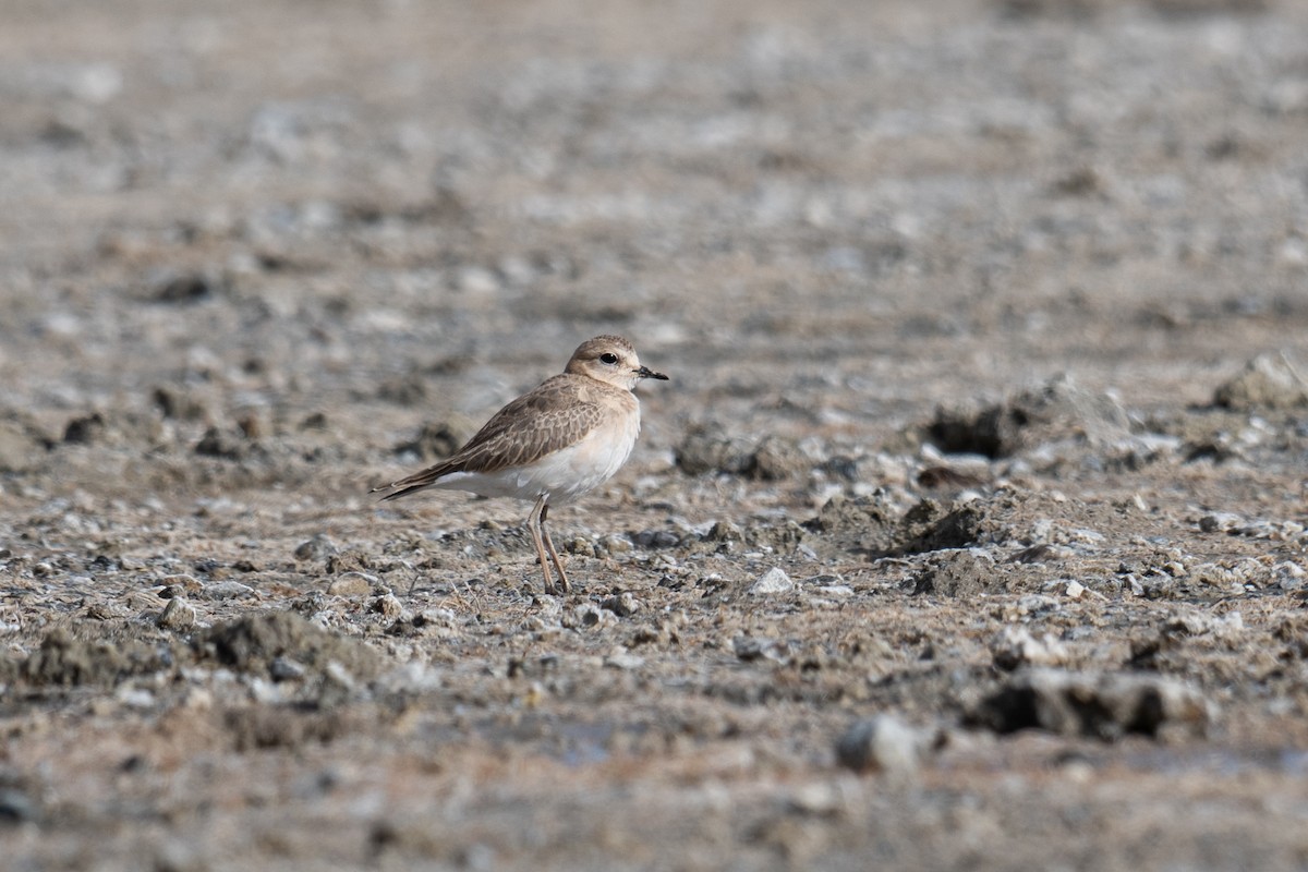 Mountain Plover - ML378675501