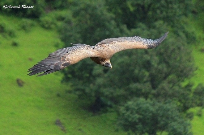 Indian Vulture - ML378675621