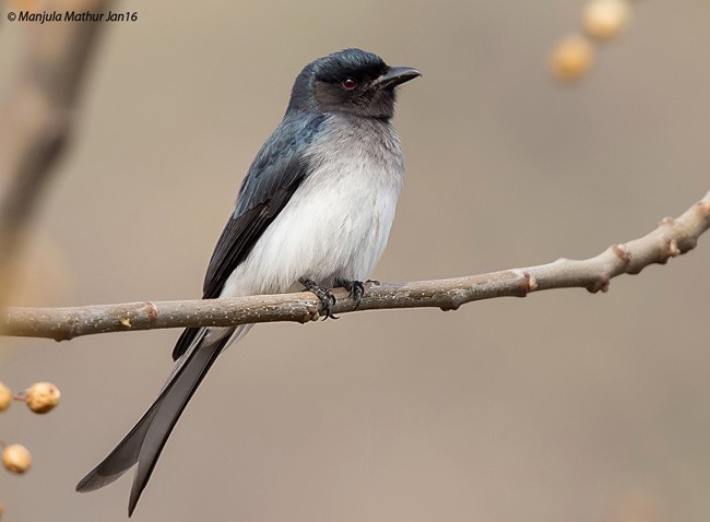 Graubrustdrongo (caerulescens) - ML378675661