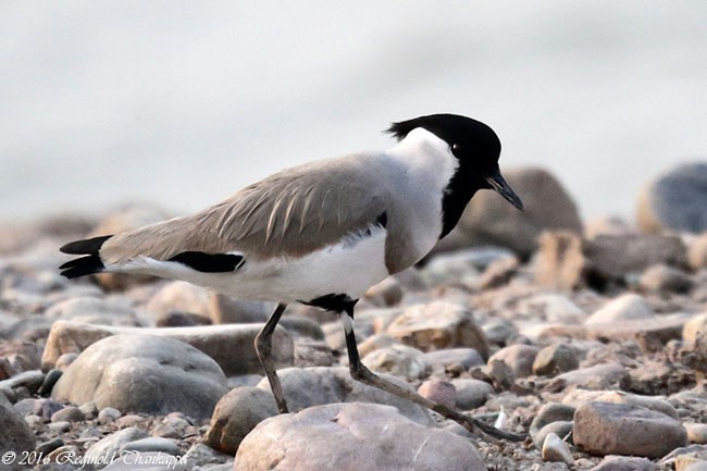 קיווית נהרות - ML378677521