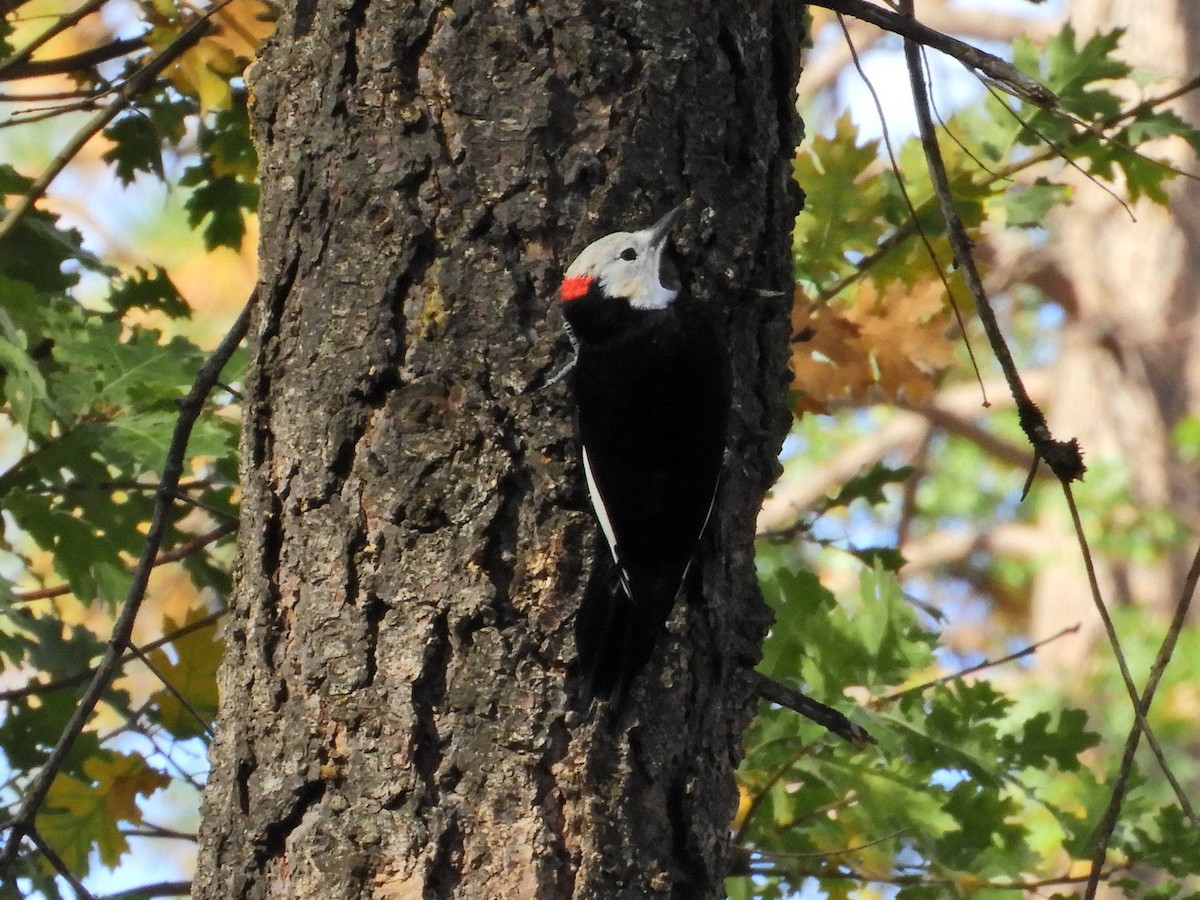 White-headed Woodpecker - ML378677871