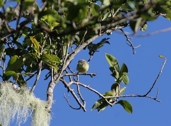 Timor Leaf Warbler (Flores) - ML378678051