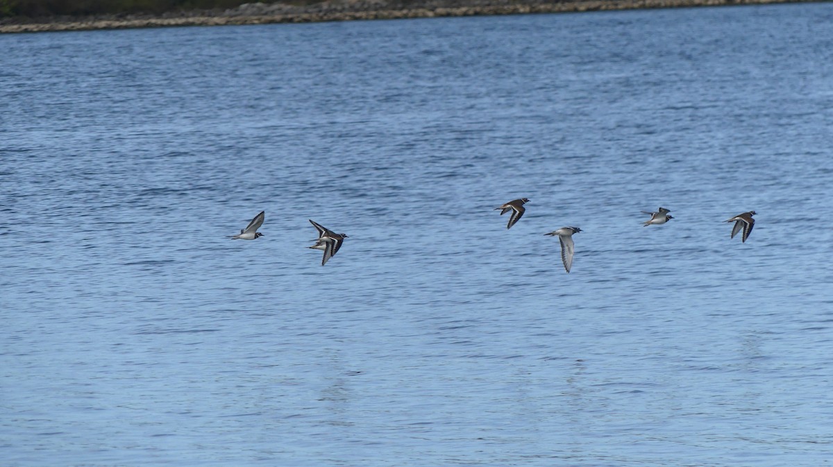 Killdeer - ML378678351