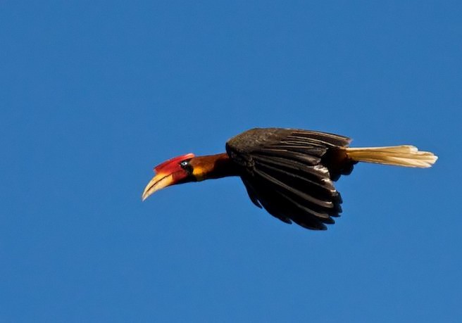 Rufous Hornbill (Southern) - ML378679211