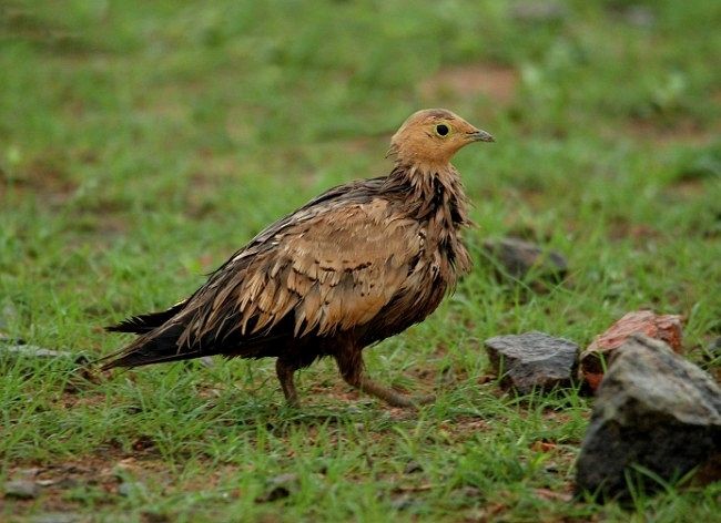 Chestnut-bellied Sandgrouse (Asian) - ML378679251