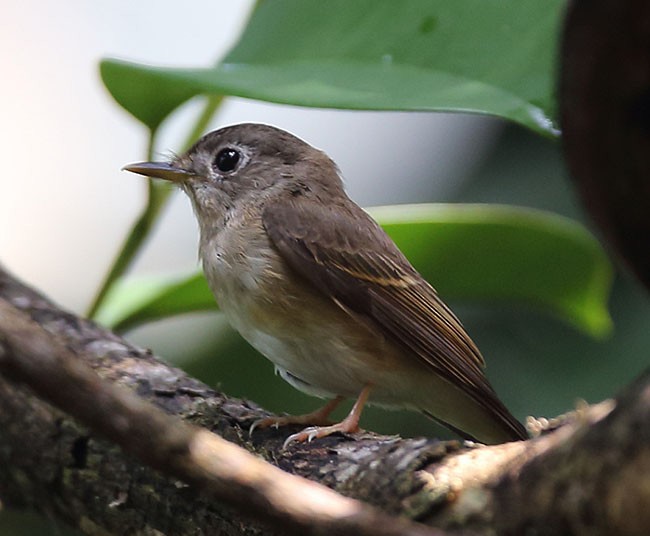 Brown-breasted Flycatcher - ML378680121