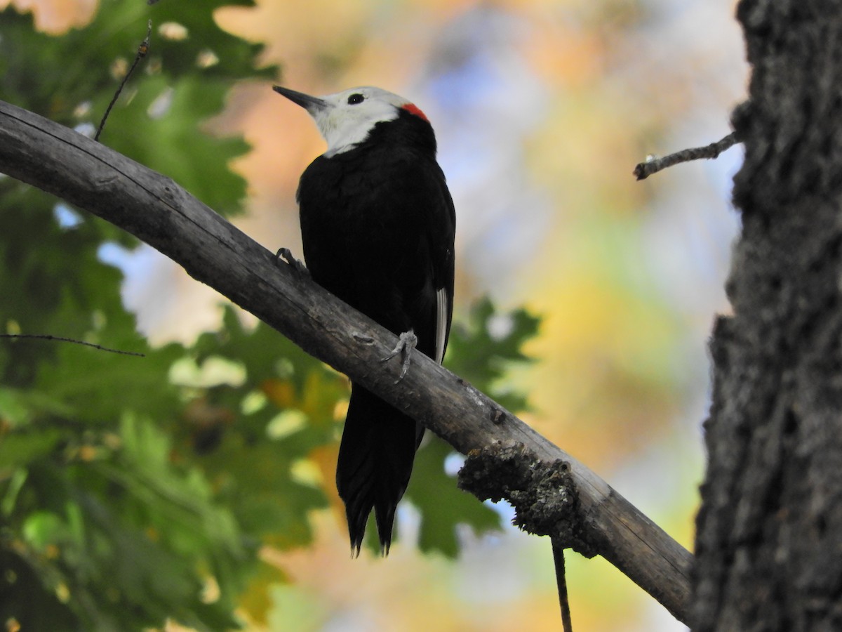 White-headed Woodpecker - ML378680301