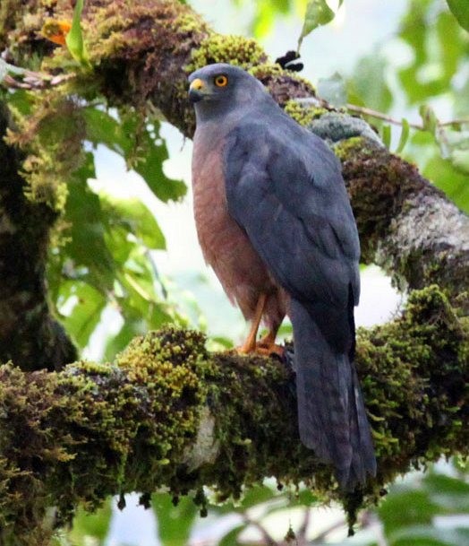 Moluccan Goshawk - ML378680491