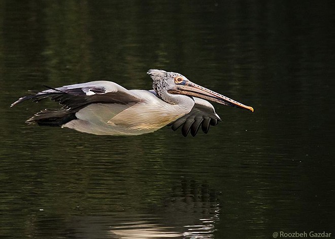 Spot-billed Pelican - Roozbeh Gazdar
