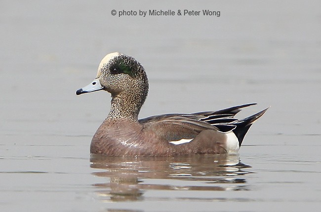 American Wigeon - Michelle & Peter Wong