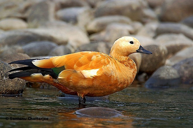 Ruddy Shelduck - ML378681171