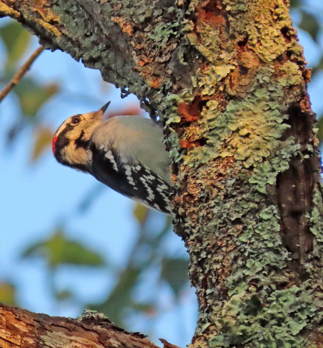 Downy Woodpecker - ML378681471