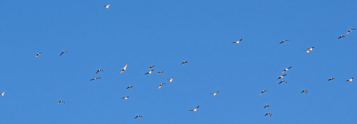 Killdeer - ML378681491