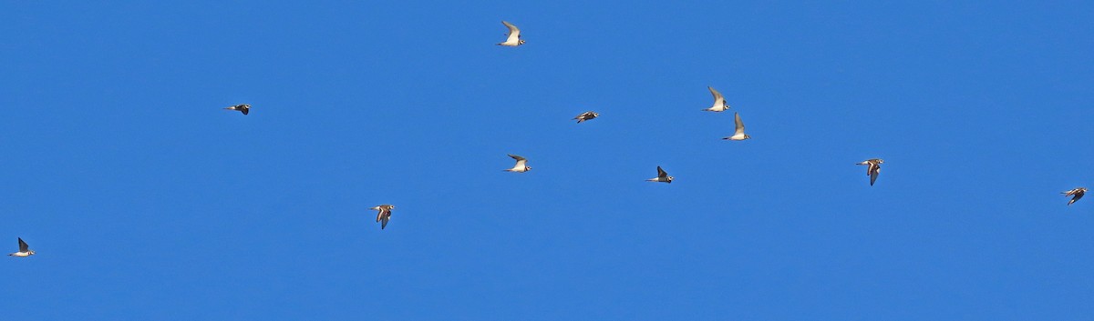 Killdeer - ML378681541
