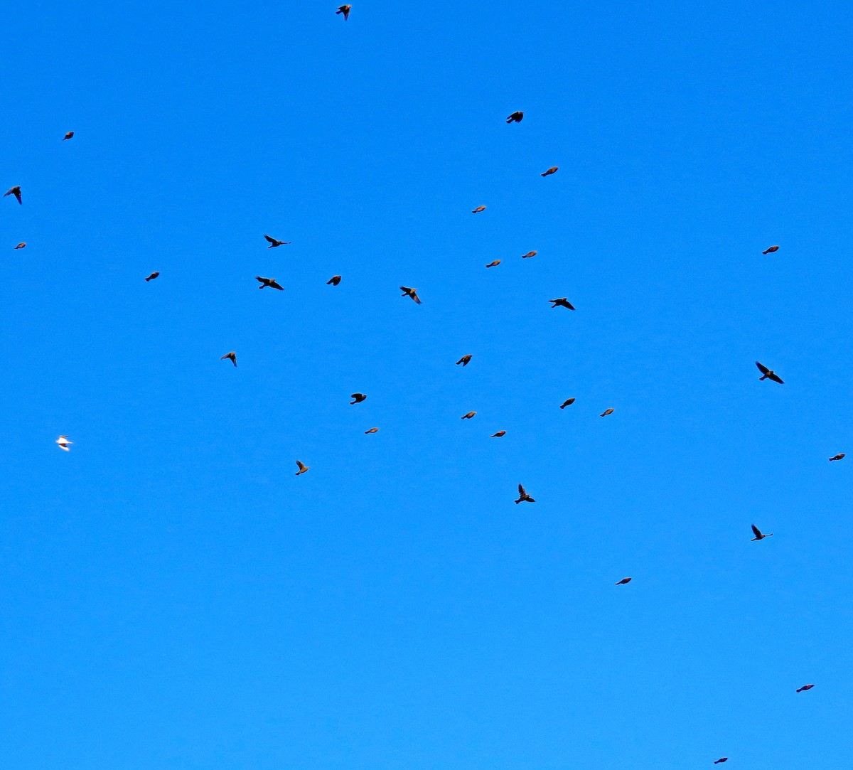 Red-winged Blackbird - ML378682291