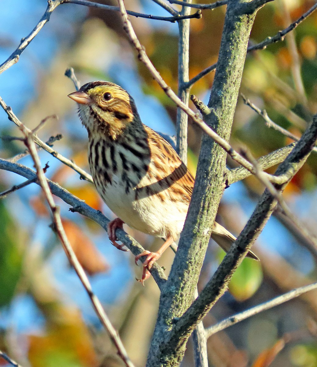 Savannah Sparrow (Savannah) - ML378682421