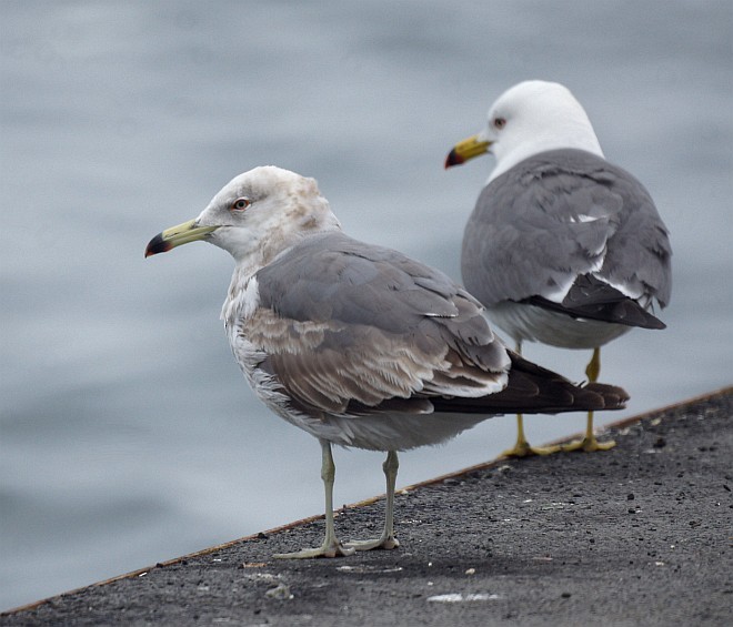 Black-tailed Gull - ML378682511