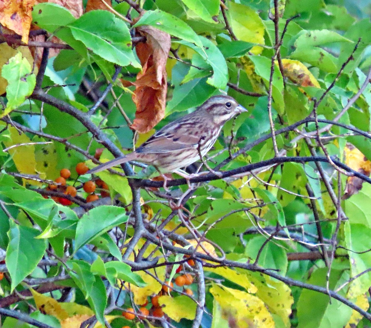 Song Sparrow - ML378682561