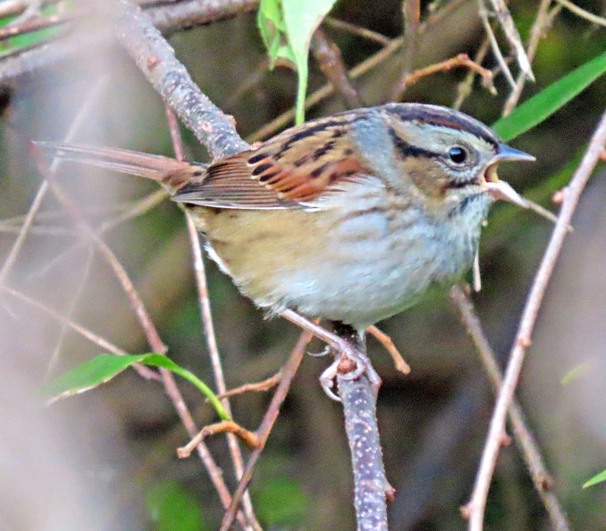 Swamp Sparrow - ML378682681