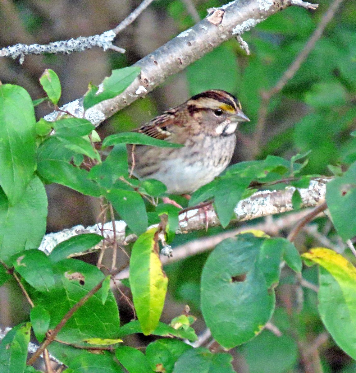 White-throated Sparrow - ML378682781