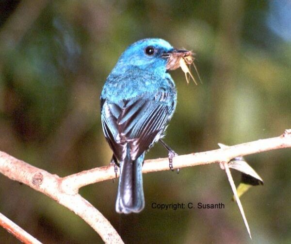 Nilgiri Flycatcher - ML378683001