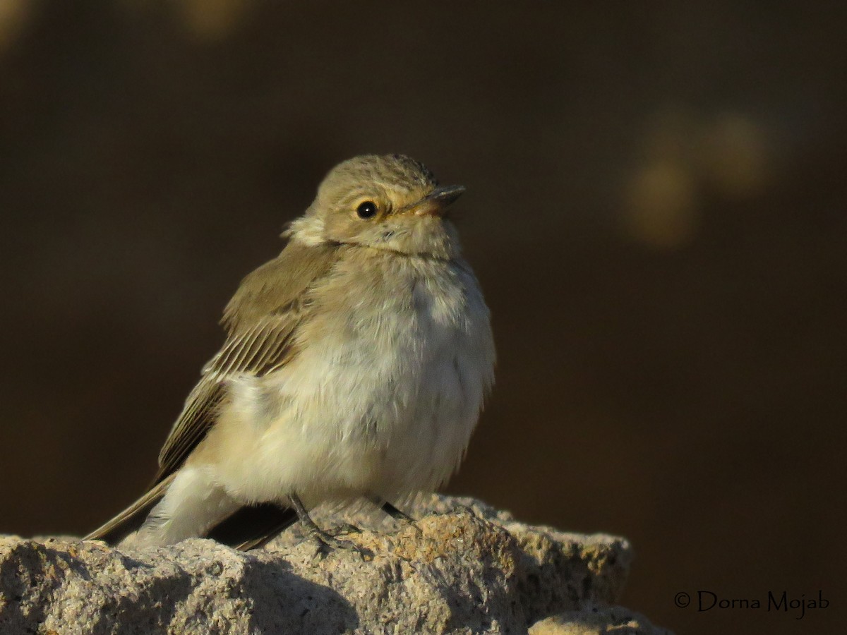 Spotted Flycatcher - ML37868371