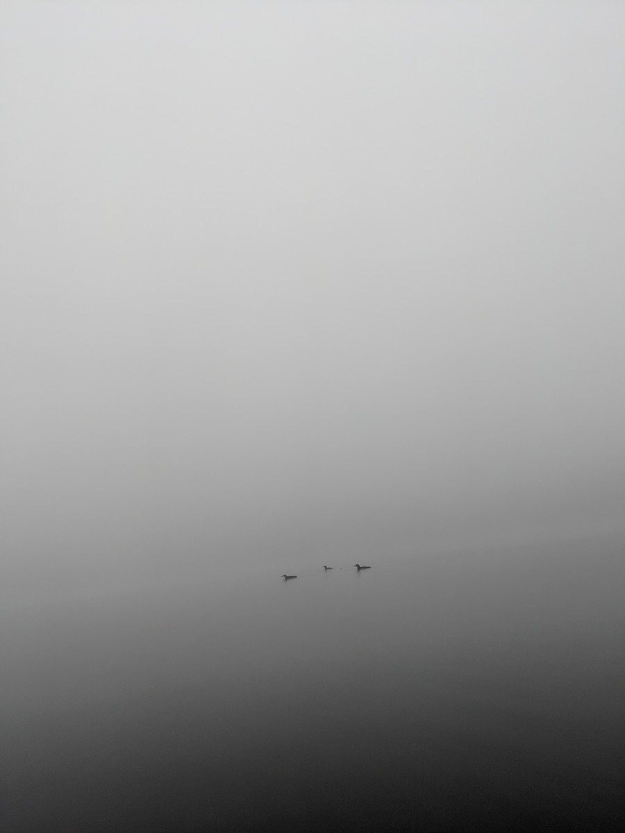Common Loon - ML378684021
