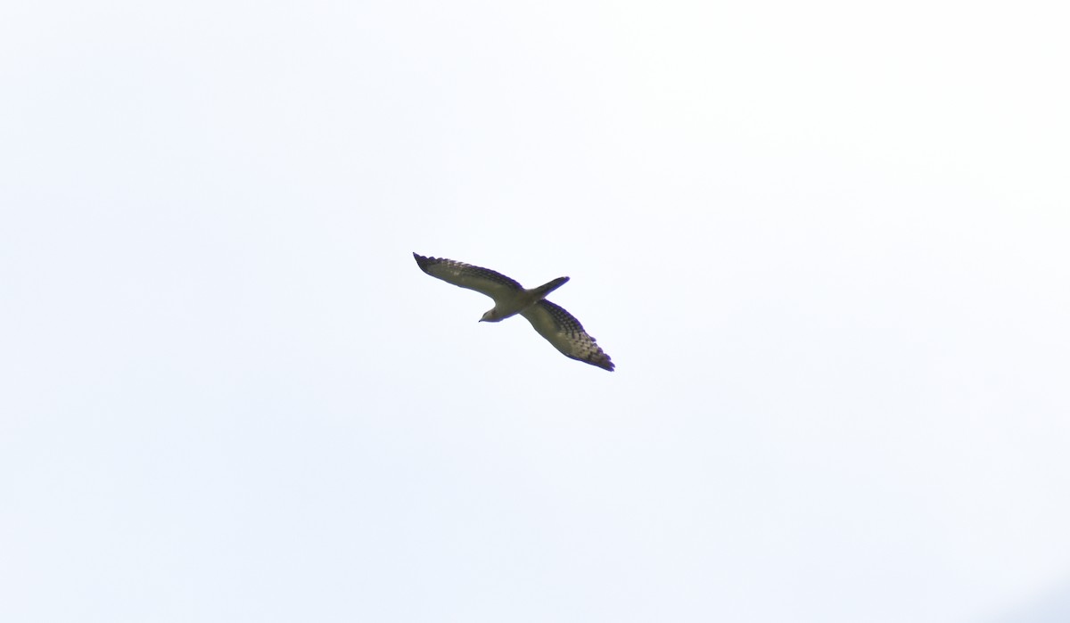 Oriental Honey-buzzard - Karthi Ganesan