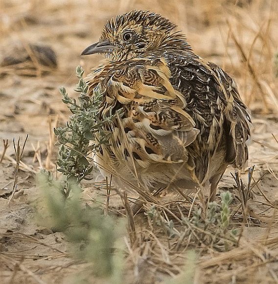 Small Buttonquail - ML378685891