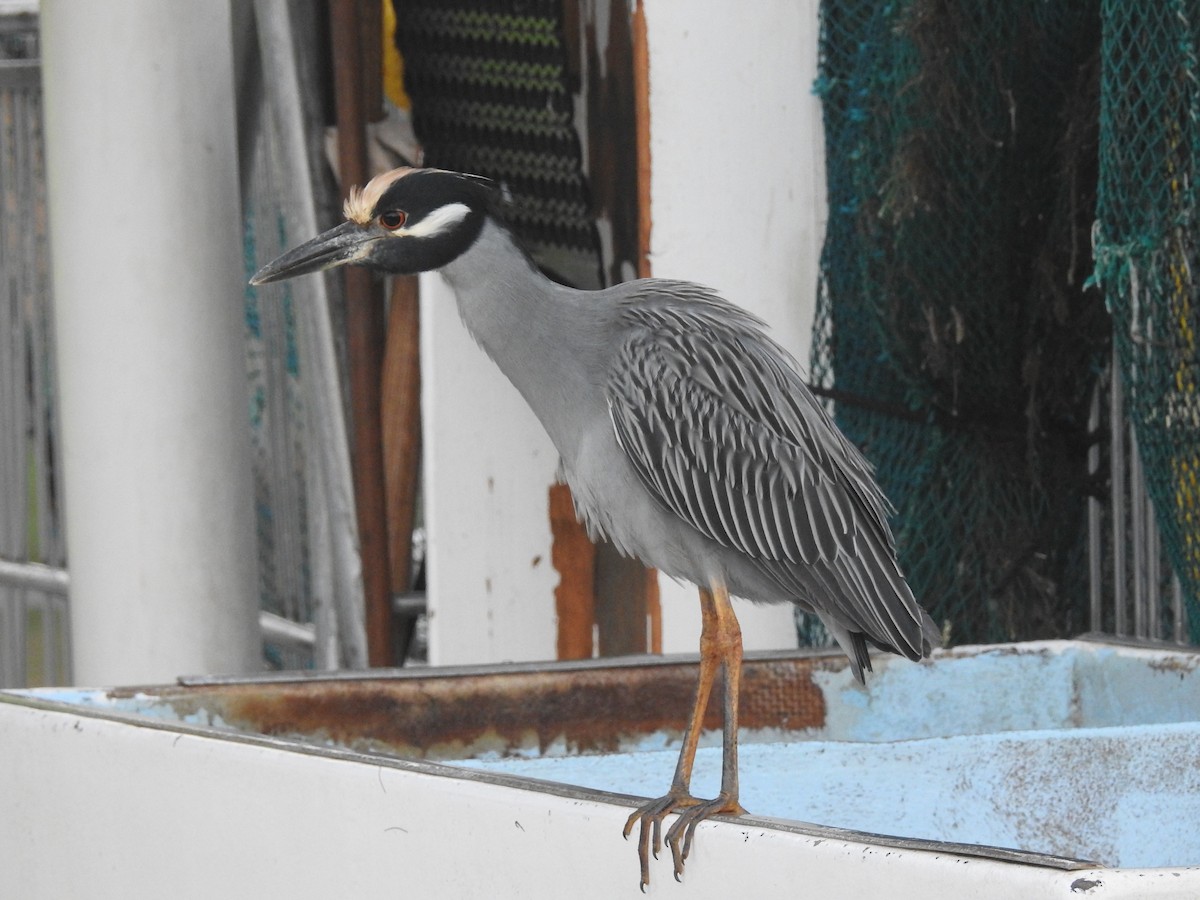 Yellow-crowned Night Heron - ML37868611